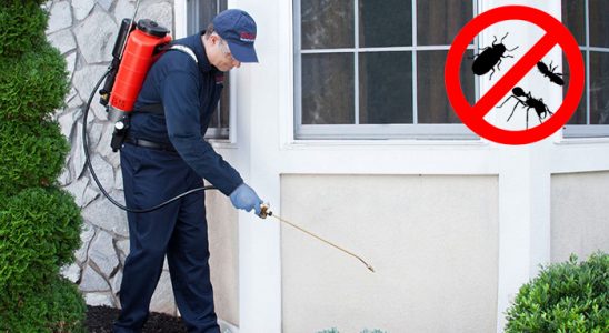 Doğanlar Uçan Haşere İlaçlama böcek ilaçlama ve haşere kontrolü — ilaclama-tr.com